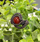 Brecciated Jasper Gemstone Wire Wrapped Ring - Handmade by Marlayna