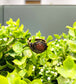 Goldstone Cabochon Wire Wrapped Ring Size 9 - Handmade by Marlayna